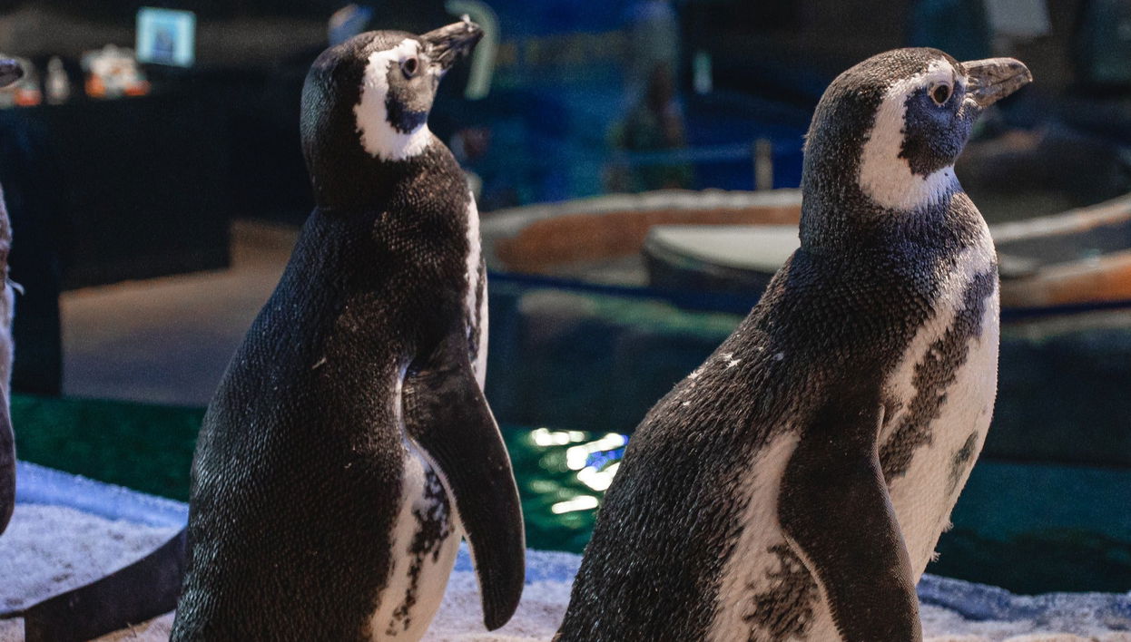 Oceanic Aquarium Ticket - Foto 1