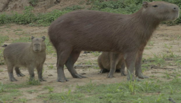 Yacuma Pampas 3 Day Trip - Photo 2