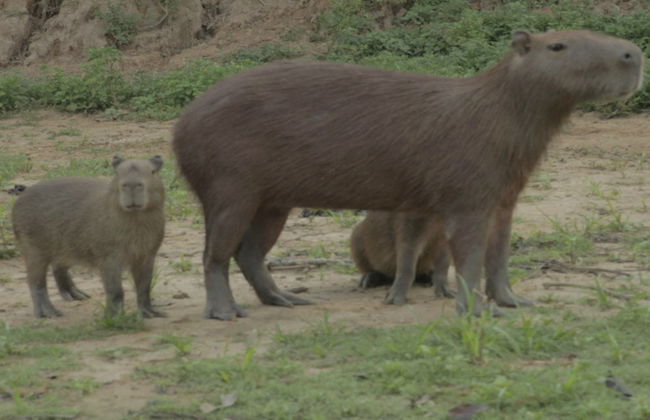 Escursione di 3 giorni a Las Pampas del Yacuma - Foto 2