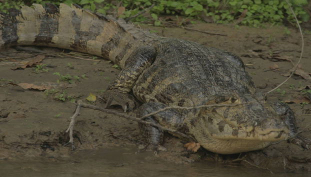 Yacuma Pampas 3 Day Trip - Photo 4