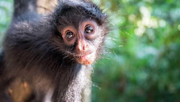 Madidi Park and Yacuma Pampas 5 day Trip - Photo 2