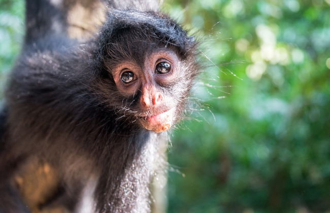 Madidi Park and Yacuma Pampas 5 day Trip - Photo 2