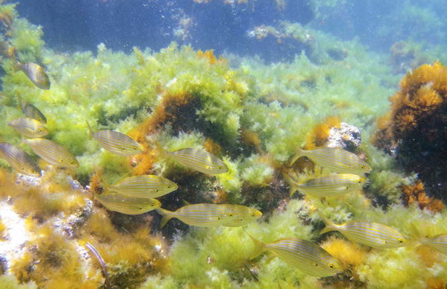 Paseo en barco por el Cabo San Antonio - Foto 8