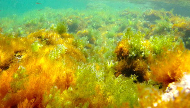 Paseo en barco por el Cabo San Antonio - Foto 4