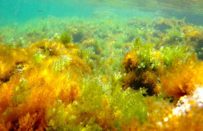 Paseo en barco por el Cabo San Antonio - Foto 4