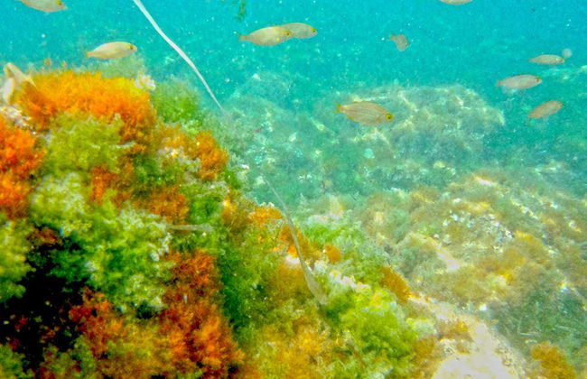 Paseo en barco por el Cabo San Antonio - Foto 6