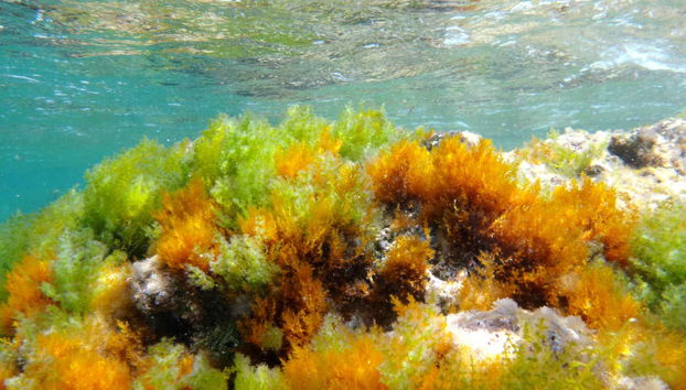 Paseo en barco por el Cabo San Antonio - Foto 2