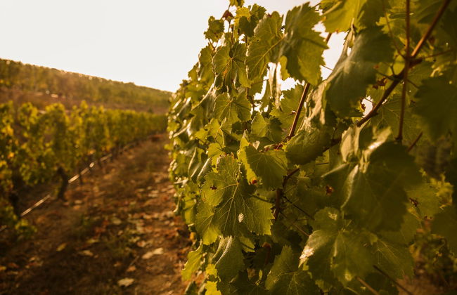 Visita a la bodega Viña Costeira - Foto 2