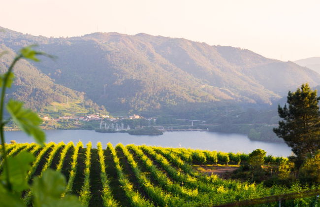 Visita a la bodega Viña Costeira - Foto 1