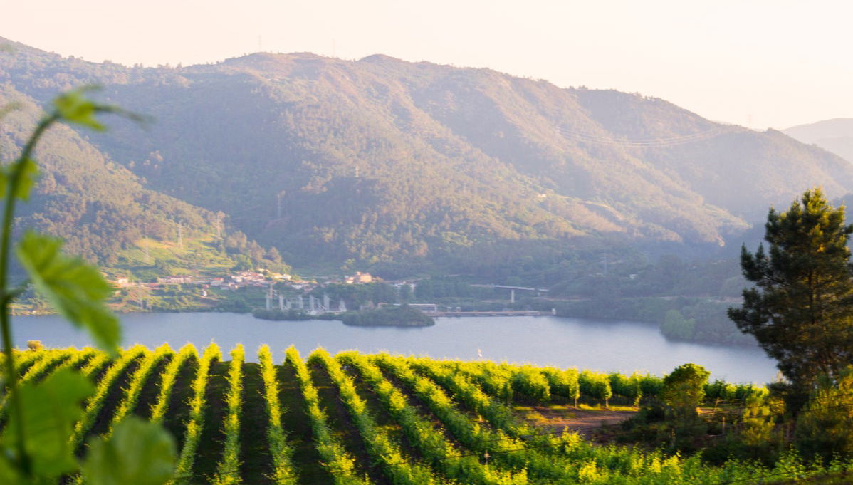 Visita a la bodega Viña Costeira - Photo 1