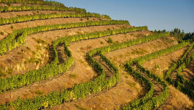 Visita a la bodega Viña Costeira - Photo 4