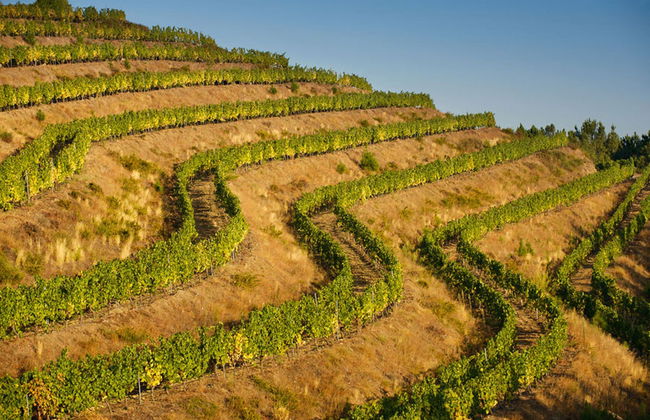 Visita a la bodega Viña Costeira - Foto 4
