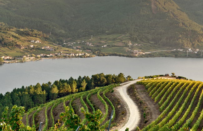 Visita a la bodega Viña Costeira - Foto 4