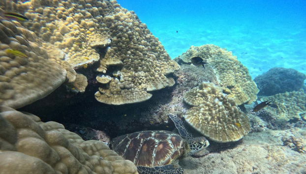 Buceo en la Isla del Caño - Foto 3