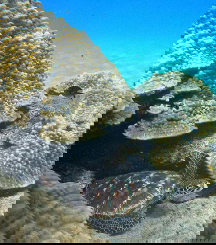 Foto de Buceo en la Isla del Caño