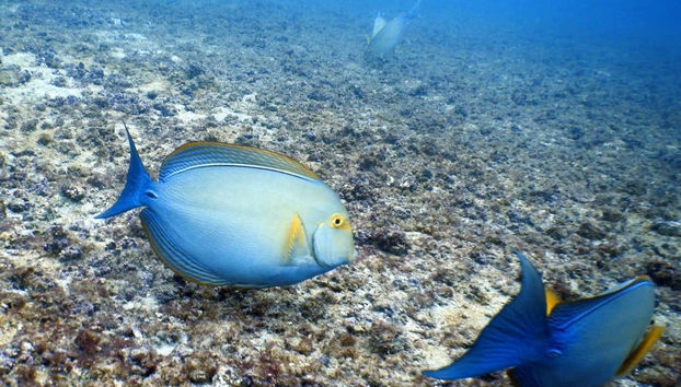 Plongée sur l'île del Caño - Photo 4