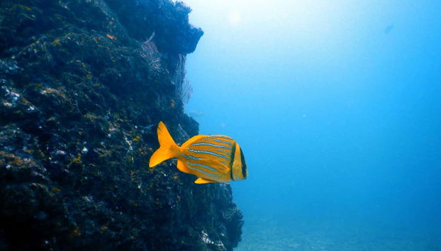 Plongée sur l'île del Caño - Photo 2