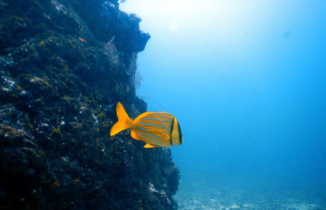 Scuba Diving on Isla del Caño - Foto 2