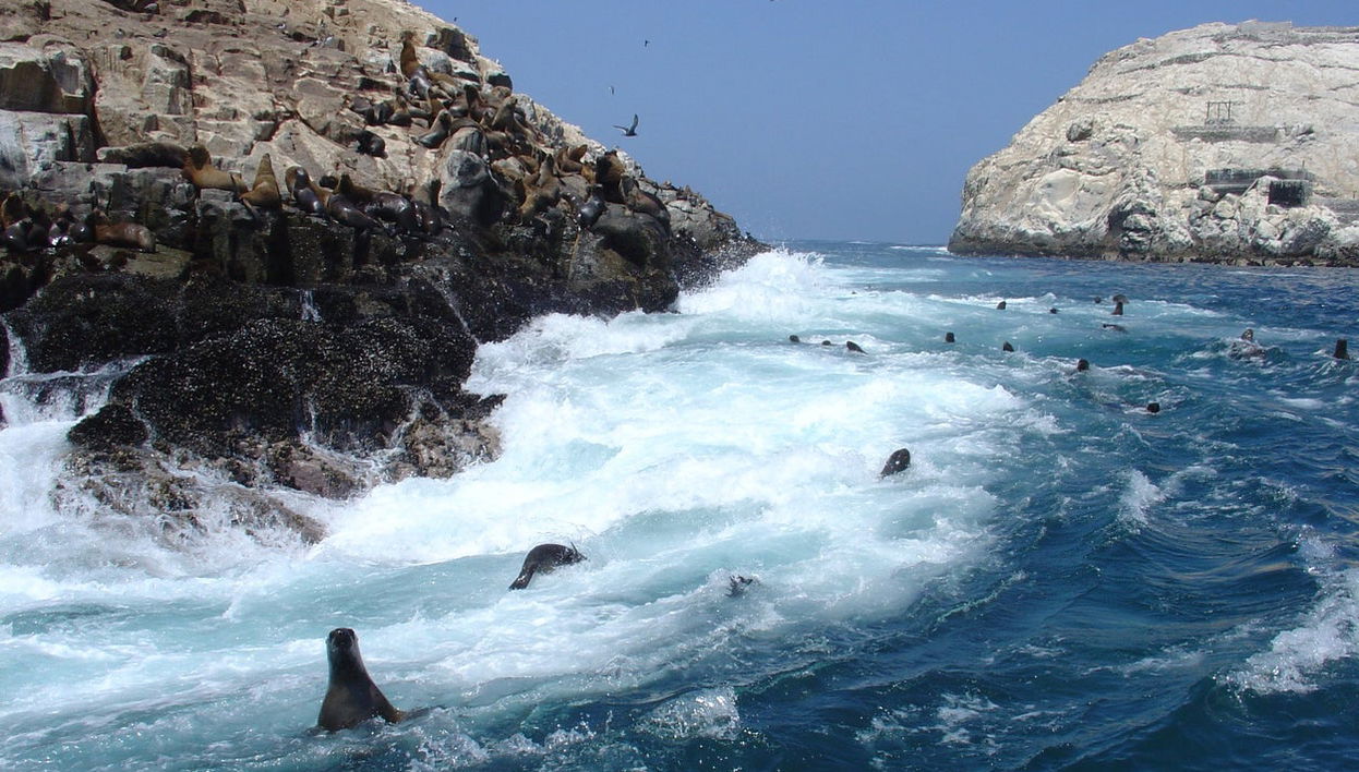 Palomino Islands Speedboat Trip & Swimming with Sea Lions - Photo 1