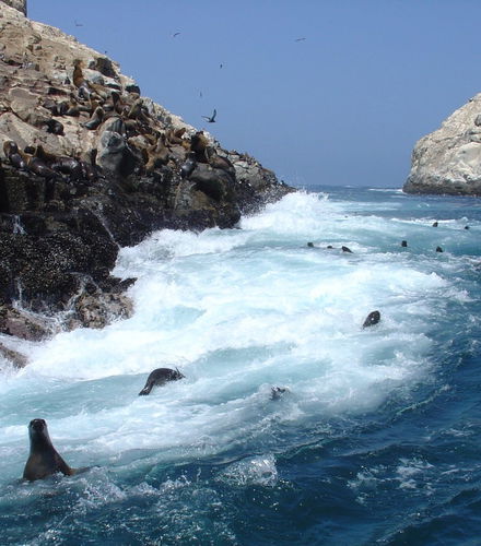 Foto de Paseo en lancha rápida por las Islas Palomino + Nado con lobos marinos