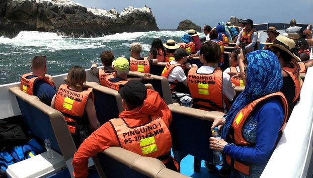 Paseo en lancha rápida por las Islas Palomino + Nado con lobos marinos - Foto 5