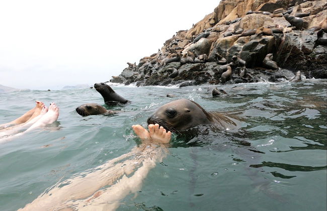 Paseo en lancha rápida por las Islas Palomino + Nado con lobos marinos - Foto 4