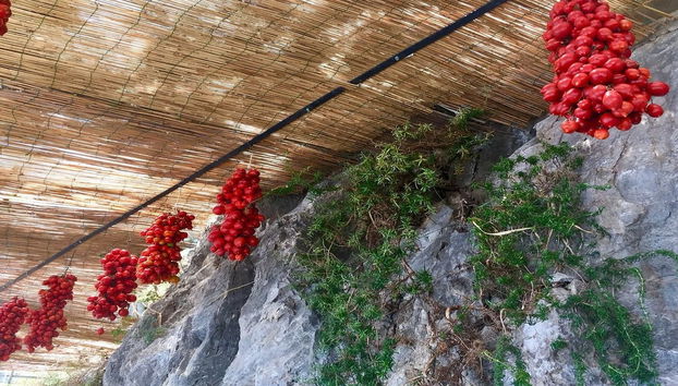 Escursione al Vesuvio - Foto 3