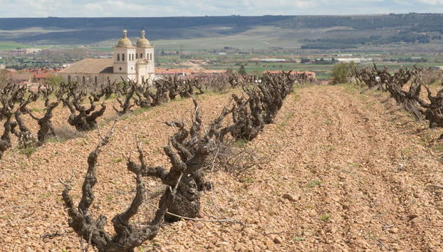 Visite privée du vignoble Bodegas Museum - Photo 4