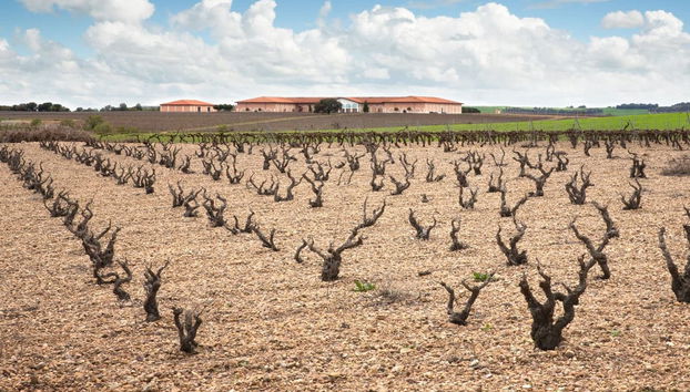 Visite privée du vignoble Bodegas Museum - Photo 3