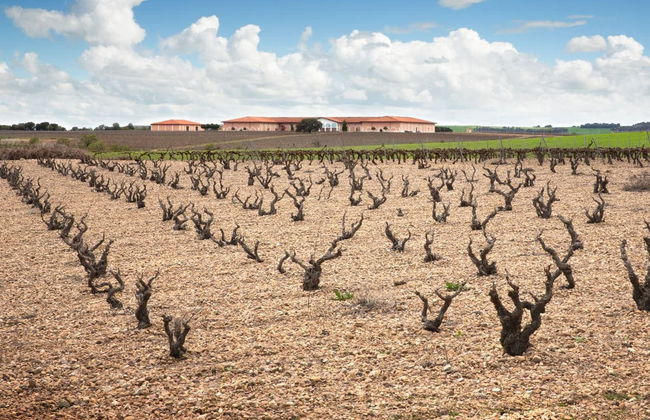 Visite privée du vignoble Bodegas Museum - Photo 3
