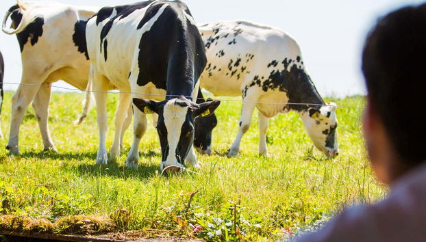 Excursion à Giethoorn - Photo 5
