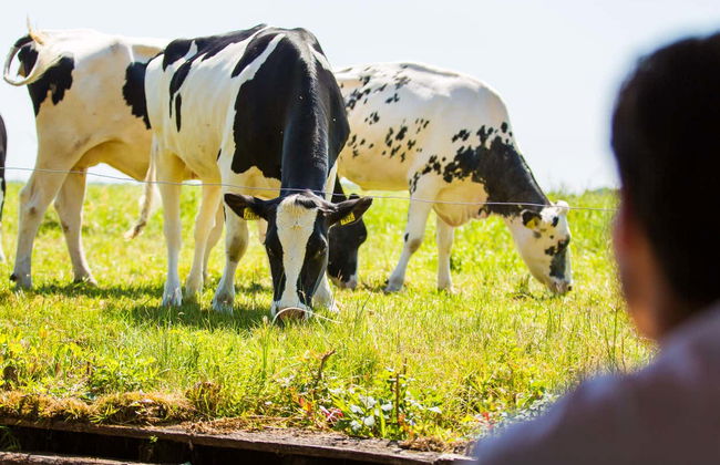 Excursão a Giethoorn - Foto 5