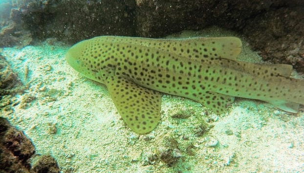 Snorkeling a Dibba Al-Fujairah - Foto 3
