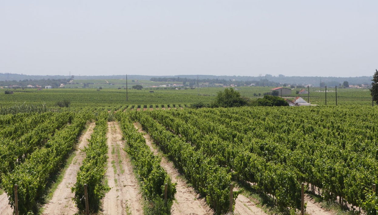 Visita a dos bodegas de Arrábida + Fábrica de azulejos - Foto 1