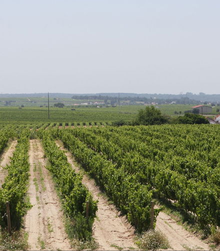 Foto - Visita a duas vinícolas da Arrábida + Fábrica de Azulejos