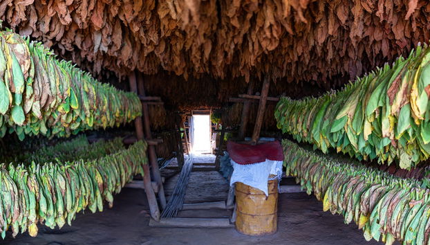 Tour del tabaco - Foto 5