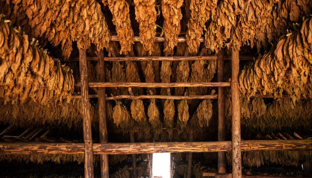 Tour del tabaco - Foto 2