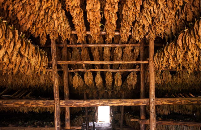 Tobacco Tour - Foto 2