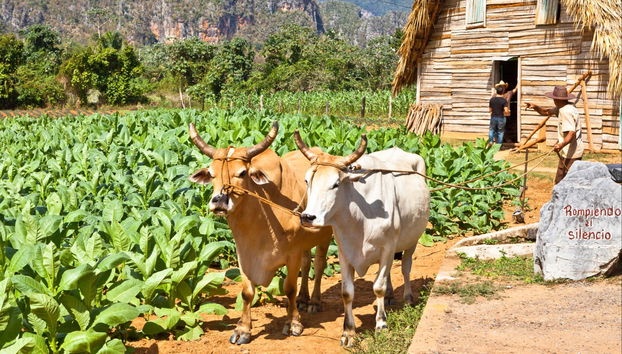 Tour del tabaco - Foto 4