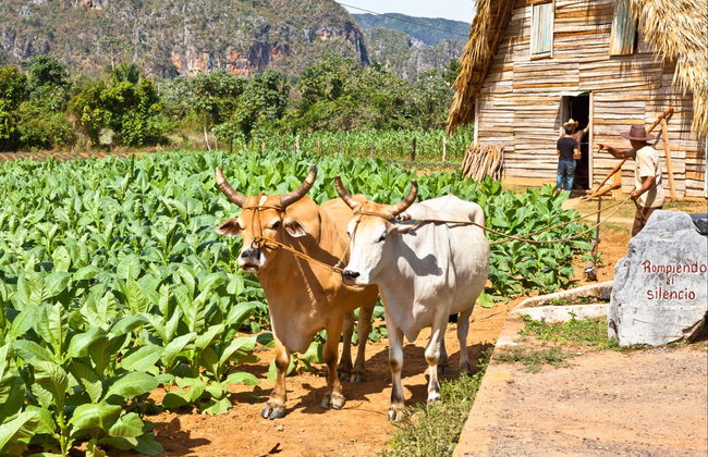 Tobacco Tour - Foto 4