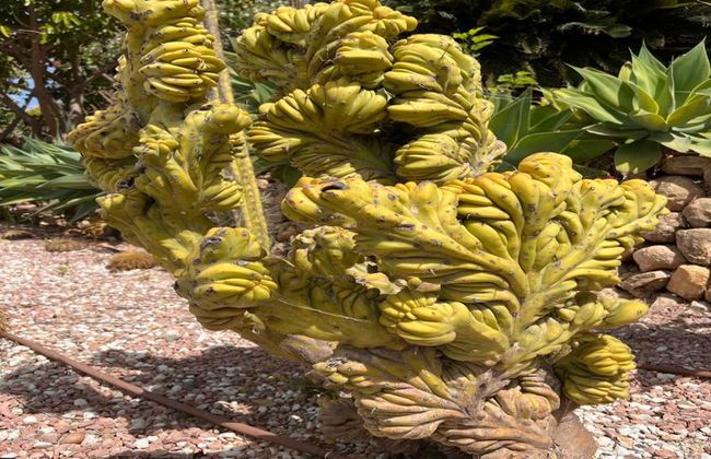 Dinopark Algar - Foto 10