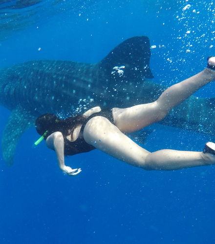 Foto de Nado con tiburones ballena en Isla Mujeres