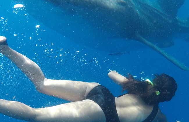 Nager avec des requins-baleines à Isla Mujeres - Photo 7
