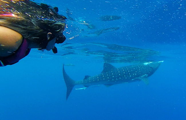 Nager avec des requins-baleines à Isla Mujeres - Photo 6