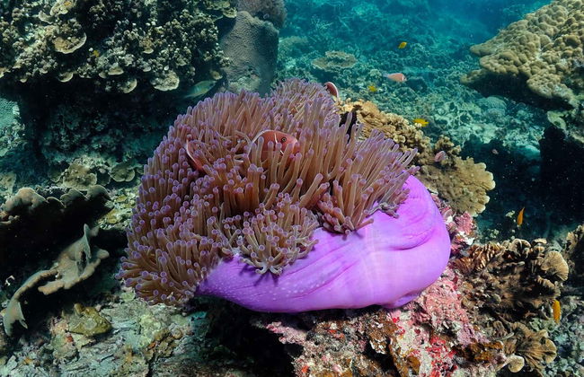 Koh Tao + Koh Nang Yuan Speedboat Tour - Photo 7