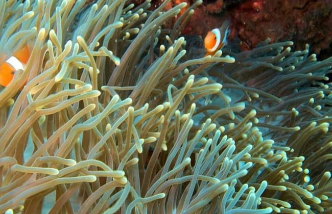 Buceo en Maithon Private Island - Excursión de medio día para grupos pequeños - Foto 3