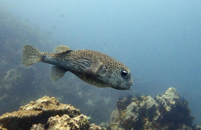 Buceo en Maithon Private Island - Excursión de medio día para grupos pequeños - Foto 7