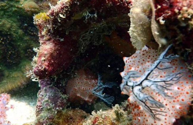 Buceo en Maithon Private Island - Excursión de medio día para grupos pequeños - Foto 5