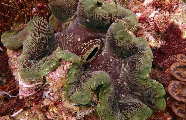 Buceo en Maithon Private Island - Excursión de medio día para grupos pequeños - Foto 4
