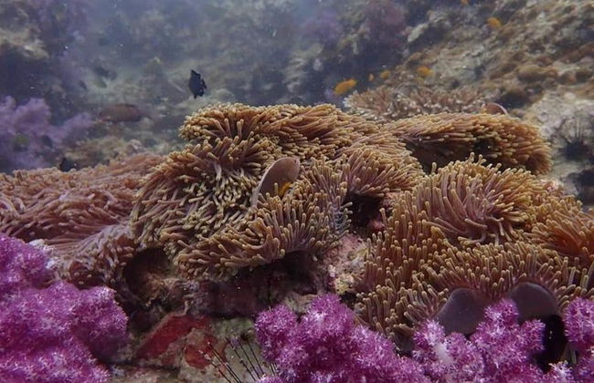 Buceo en Maithon Private Island - Excursión de medio día para grupos pequeños - Foto 6